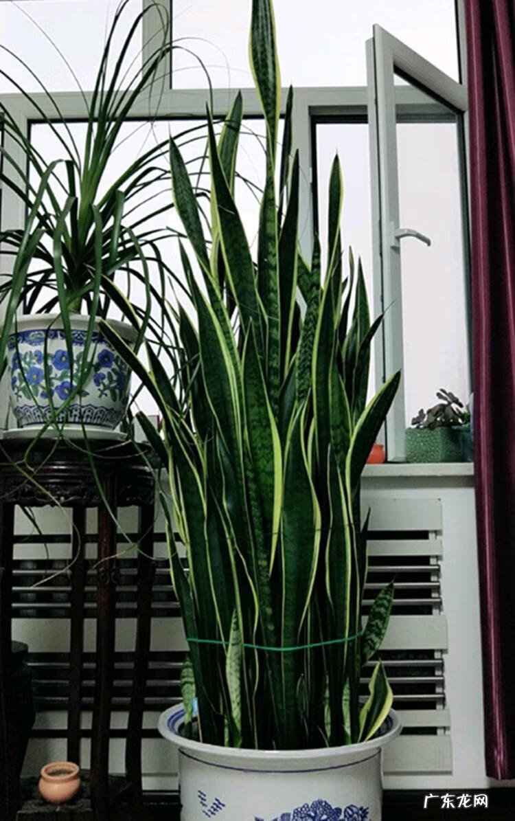 居家风水常识 家居风水植物有哪些