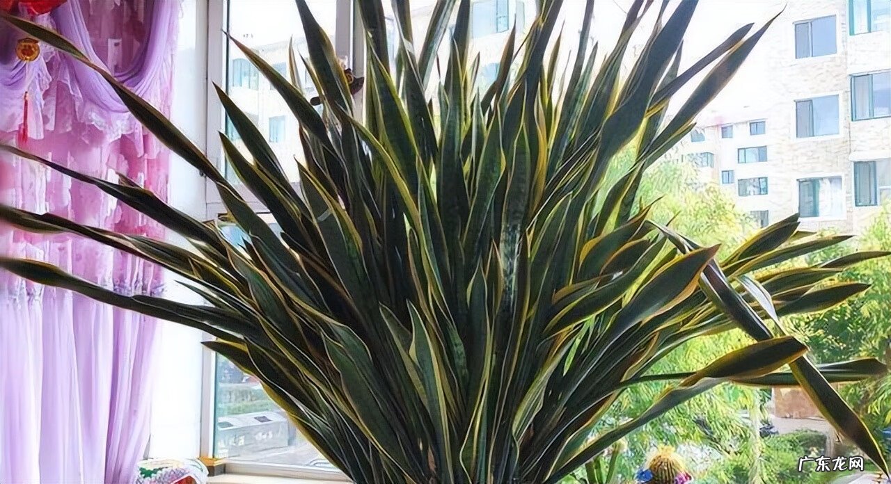 居家风水常识 家居风水植物有哪些