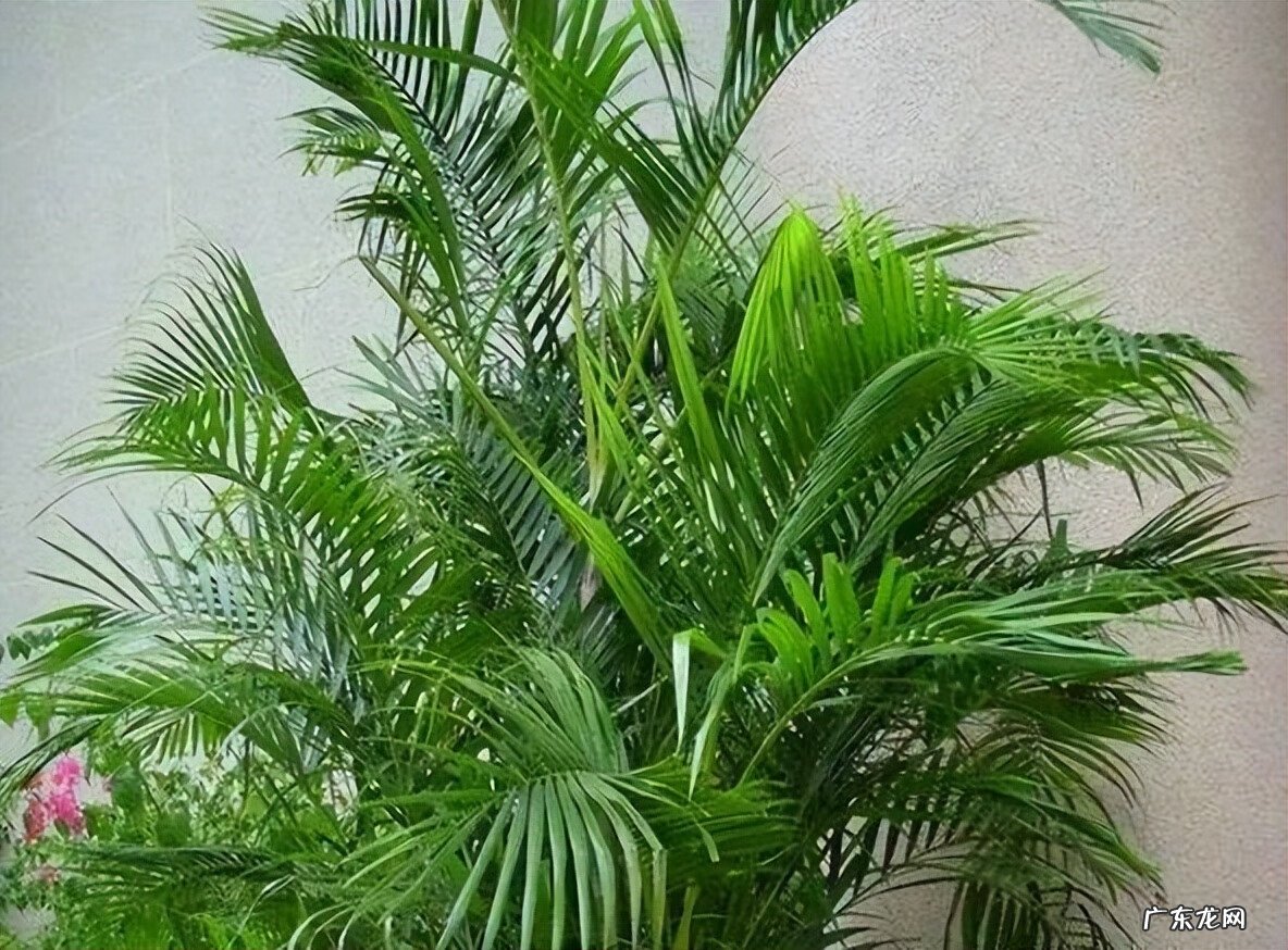 居家风水常识 家居风水植物有哪些