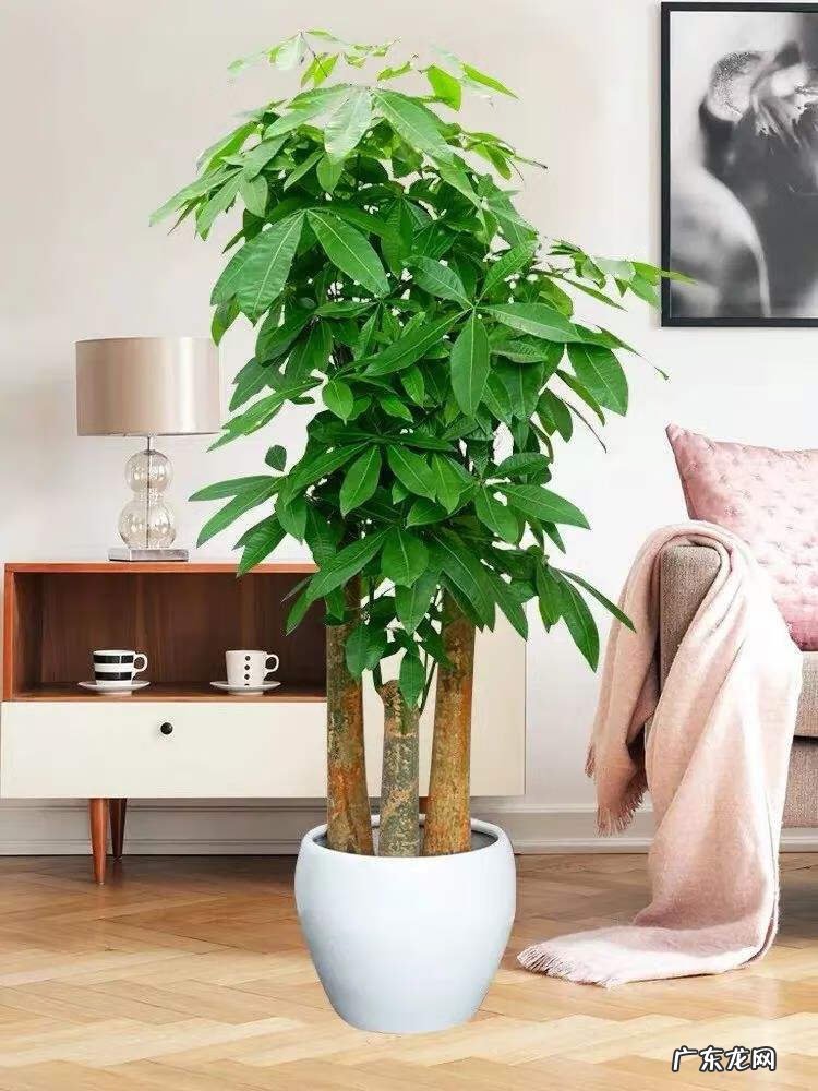 居家风水常识 家居风水植物有哪些