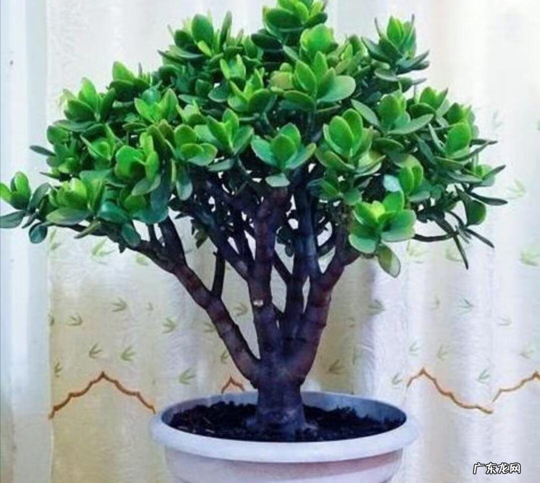 居家风水常识 家居风水植物有哪些