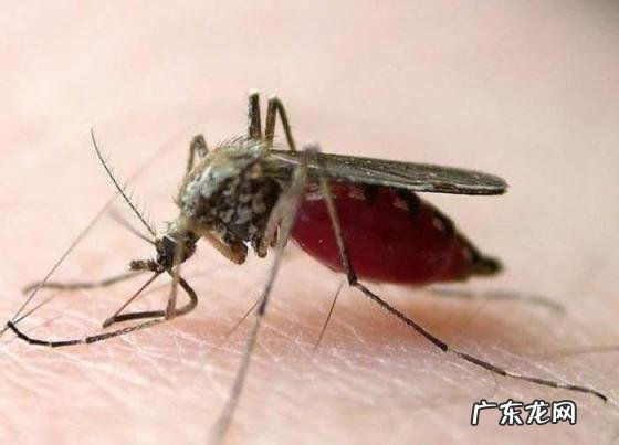 雌性蚊子为什么要吸血 你知道蚊子吸血是为什么呢