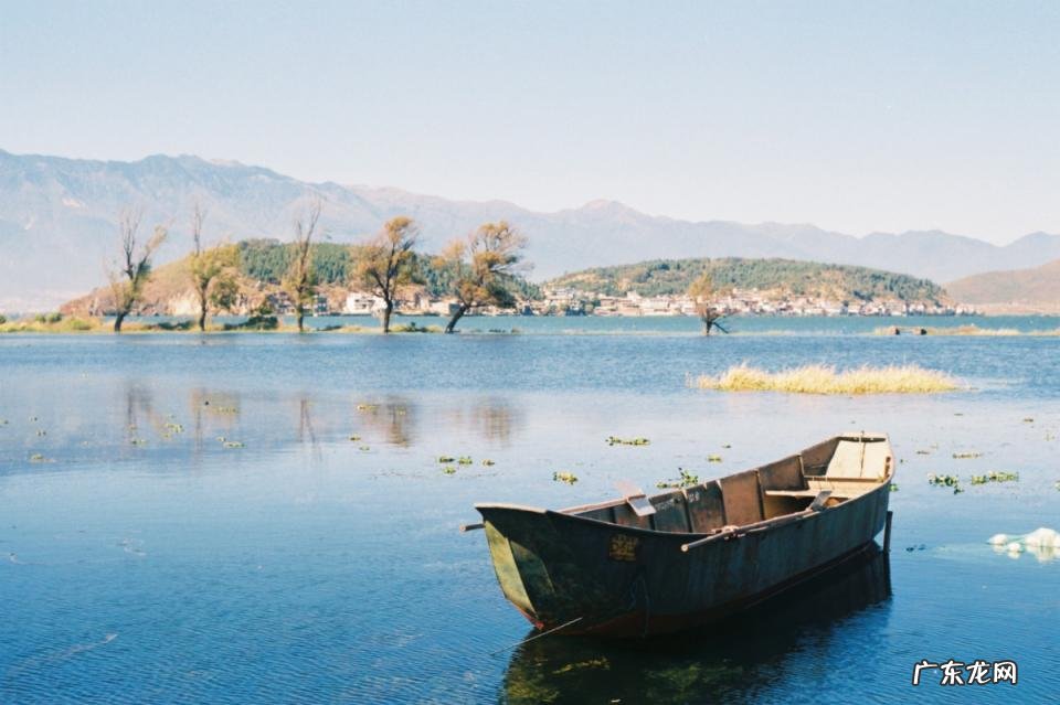 7首与树有关的古诗词大全 关于植物的现代诗歌有哪些?