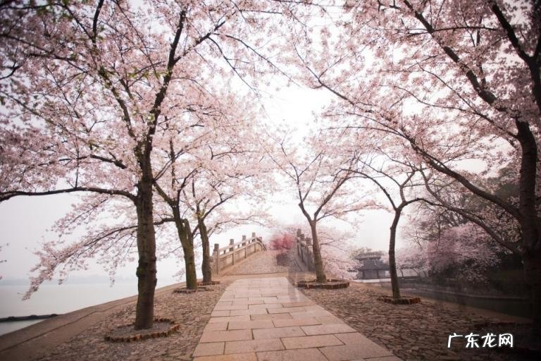 7首与树有关的古诗词大全 关于植物的现代诗歌有哪些?