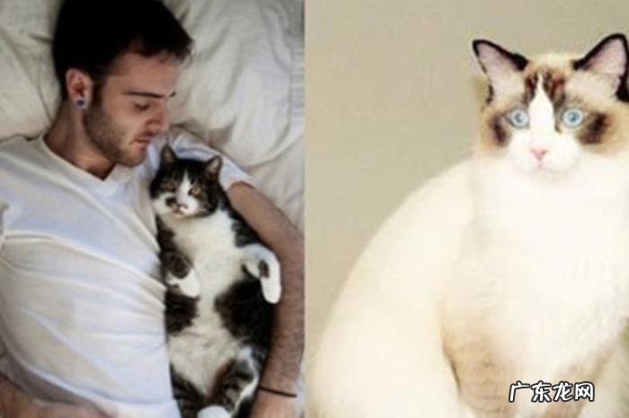 养猫的男人恋爱心理学 喜欢猫的男人心理学解释