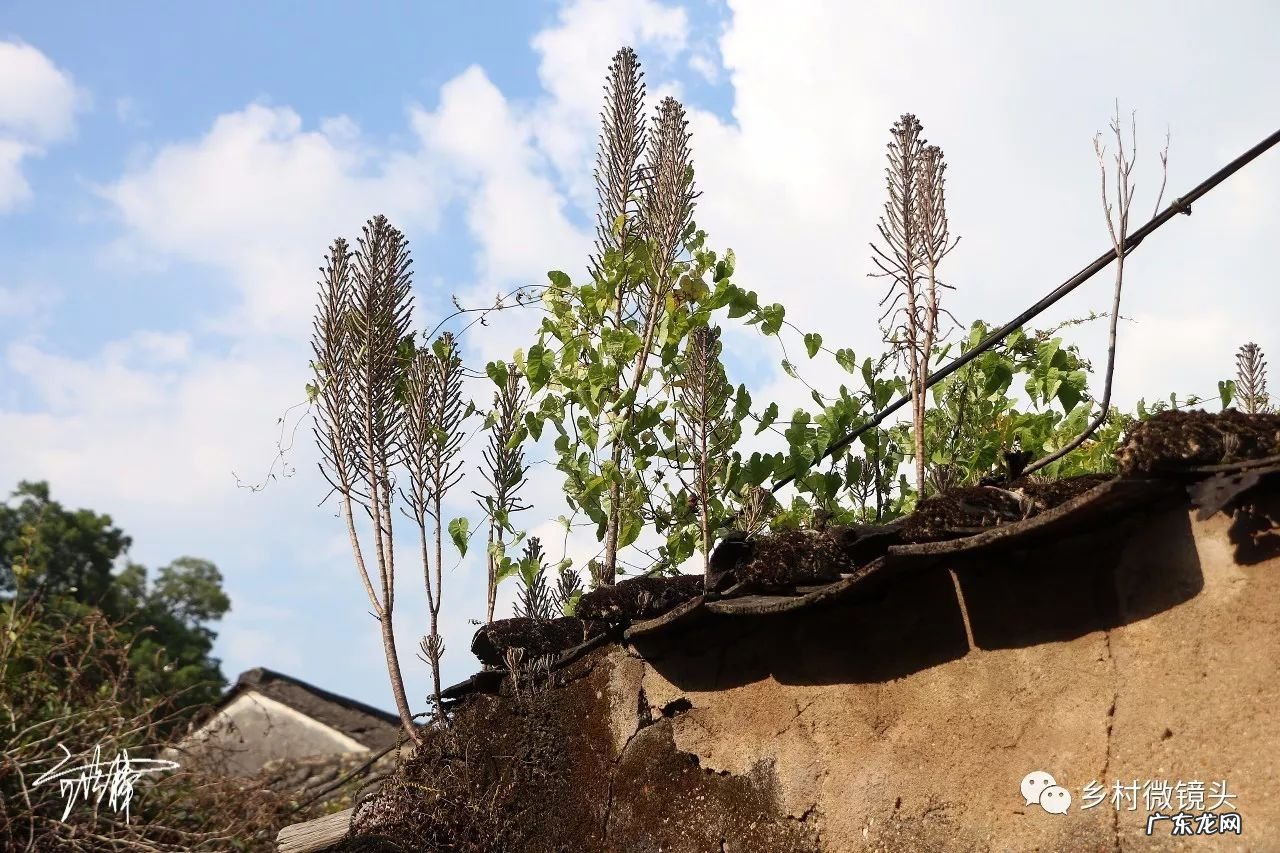 英德水村下坪 罗湖下坪风水事件