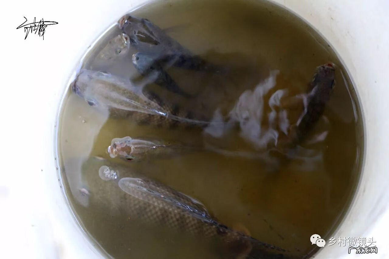 英德水村下坪 罗湖下坪风水事件