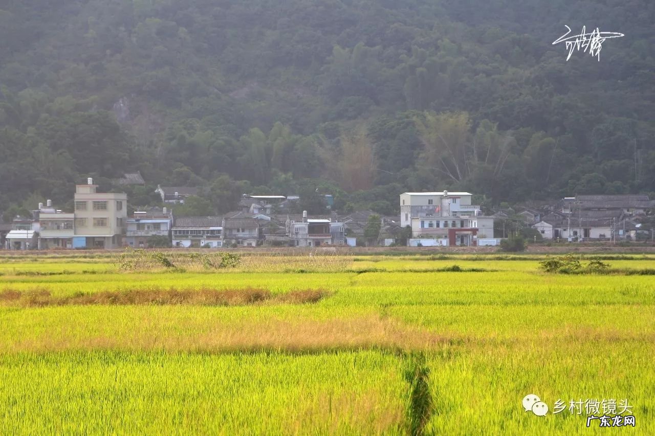 英德水村下坪 罗湖下坪风水事件