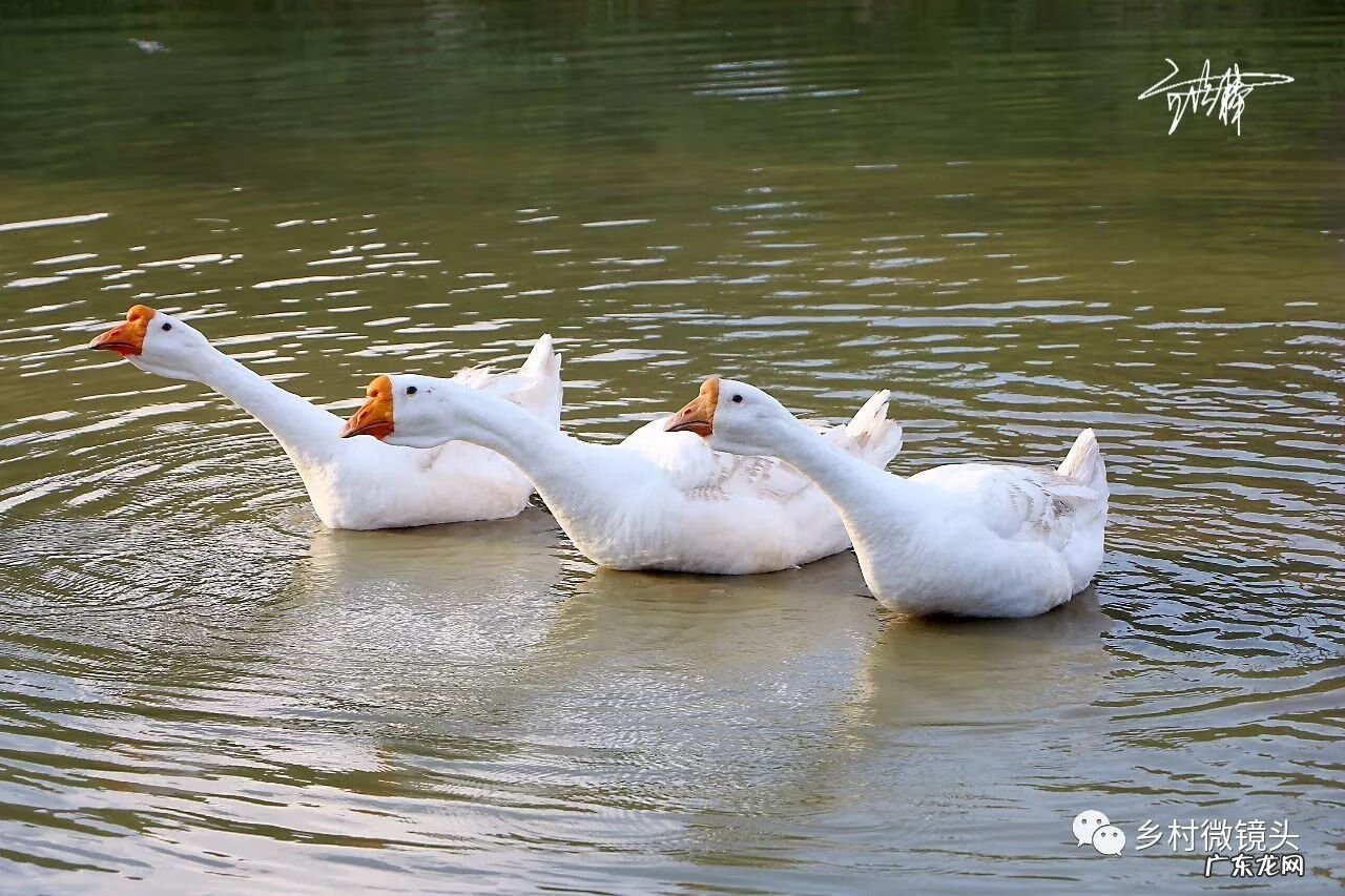 英德水村下坪 罗湖下坪风水事件