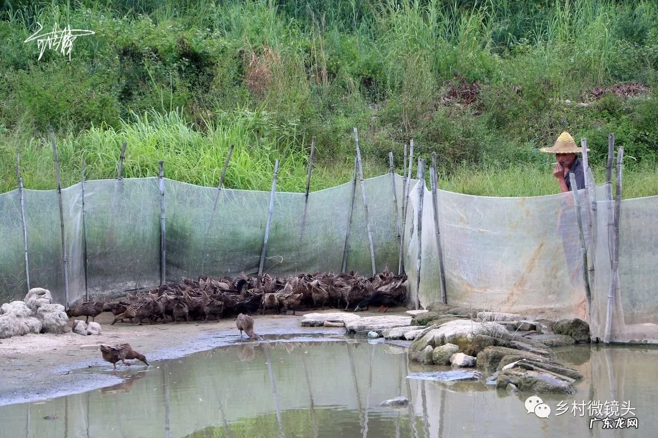 英德水村下坪 罗湖下坪风水事件