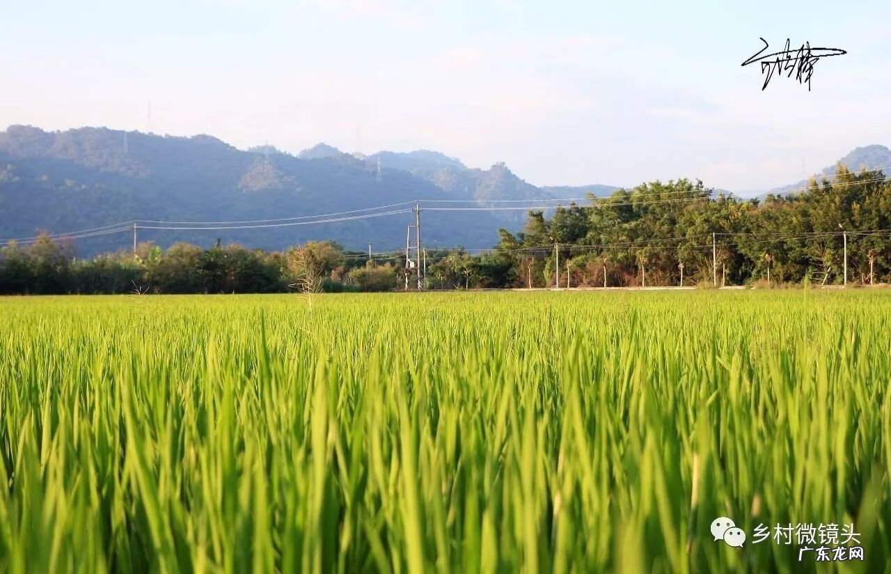 英德水村下坪 罗湖下坪风水事件
