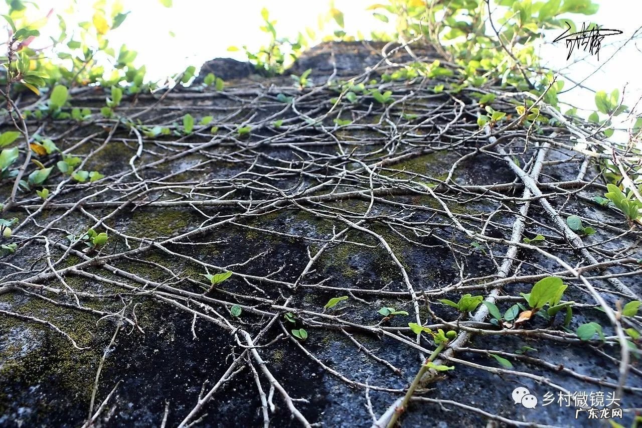 英德水村下坪 罗湖下坪风水事件