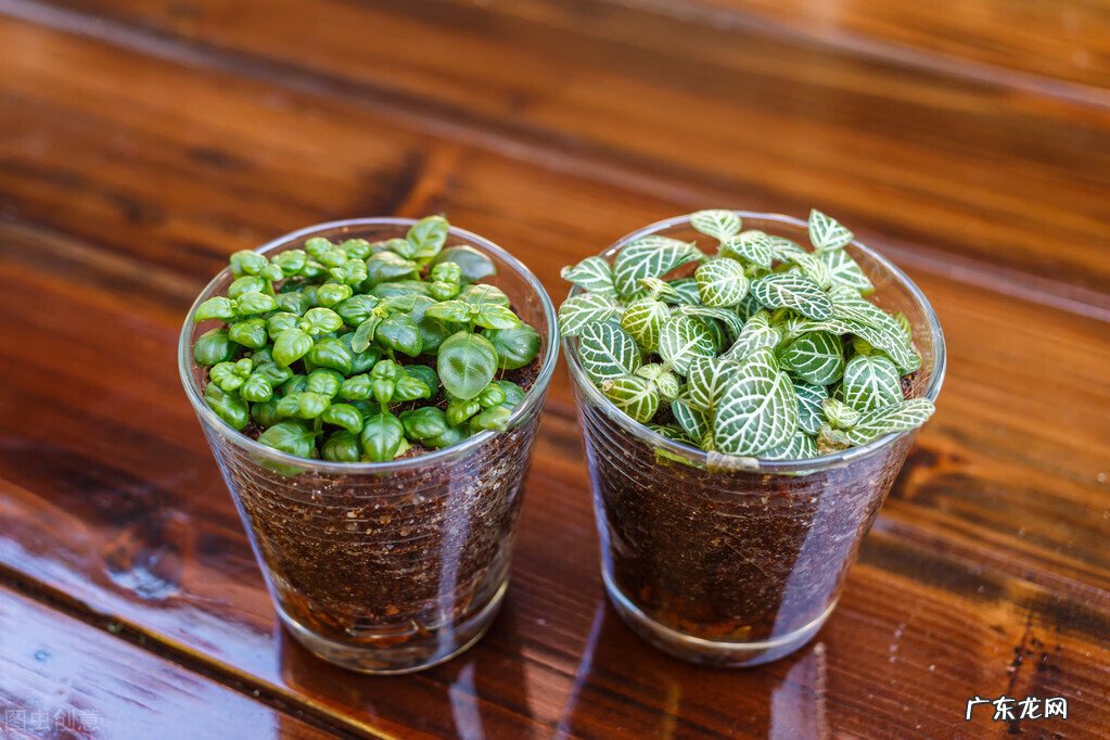 家里养龟风水 书房养乌龟好不好