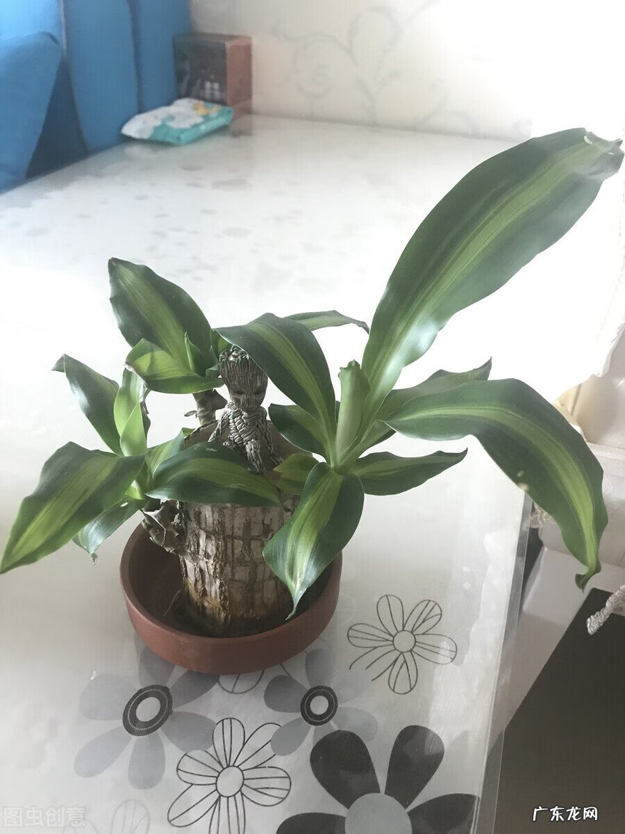 家里养龟风水 书房养乌龟好不好