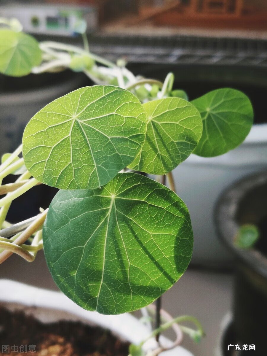 家里养龟风水 书房养乌龟好不好