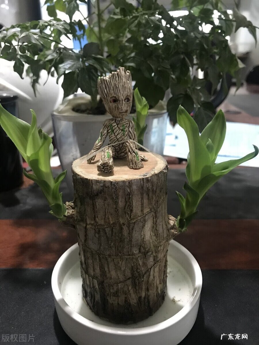 家里养龟风水 书房养乌龟好不好