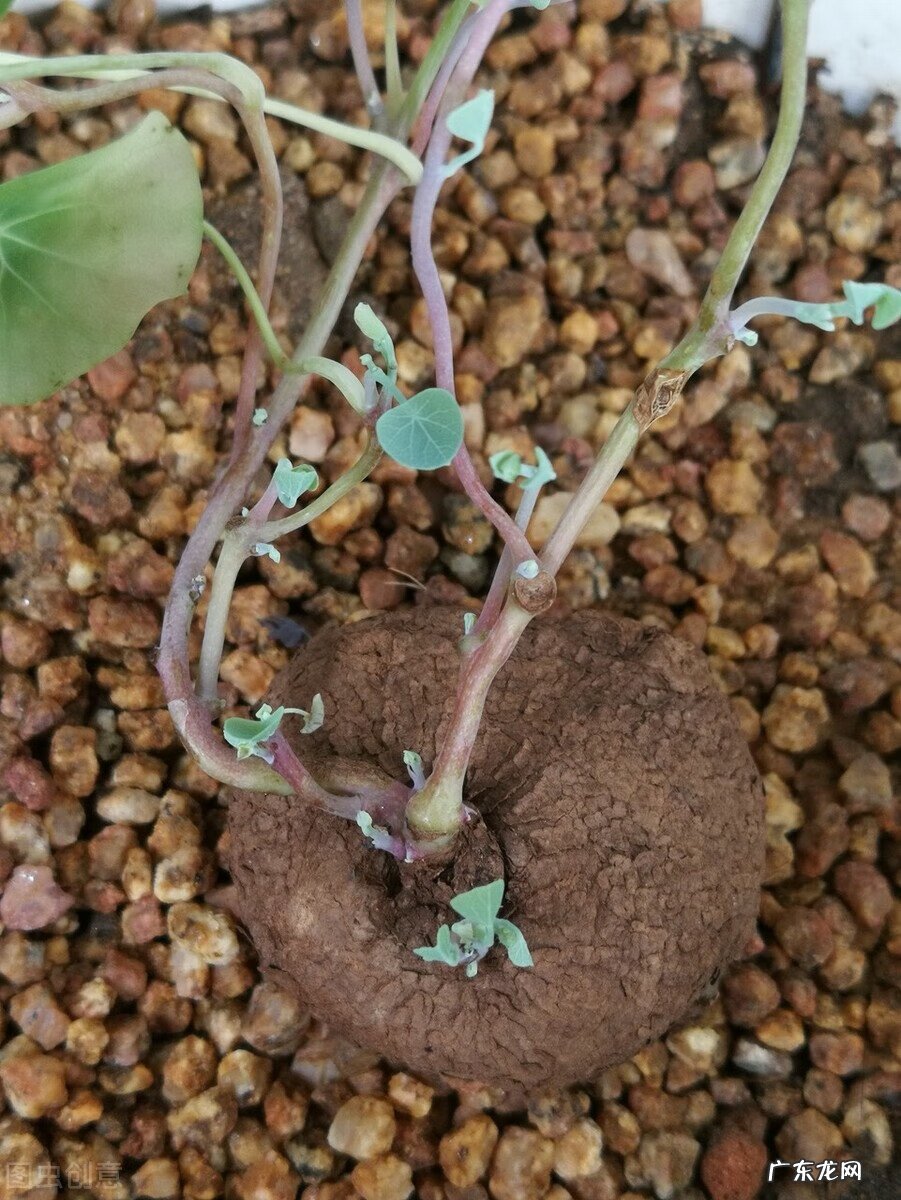 家里养龟风水 书房养乌龟好不好