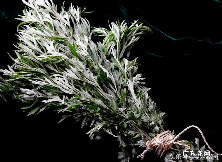 艾草为什么能驱蚊 艾草驱蚊吗