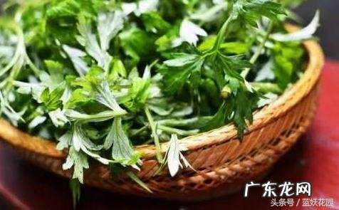 艾草为什么能驱蚊 艾草驱蚊吗