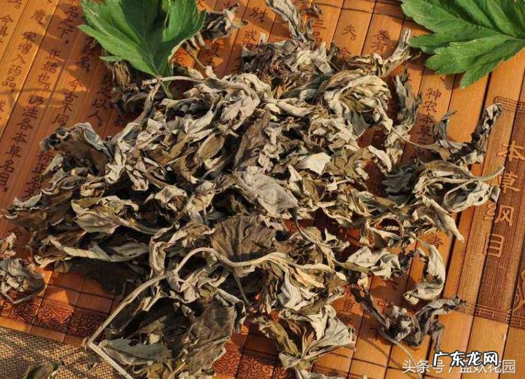 艾草为什么能驱蚊 艾草驱蚊吗