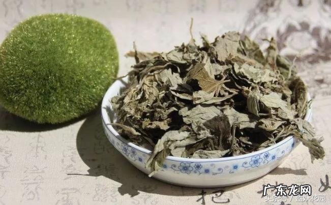 艾草为什么能驱蚊 艾草驱蚊吗