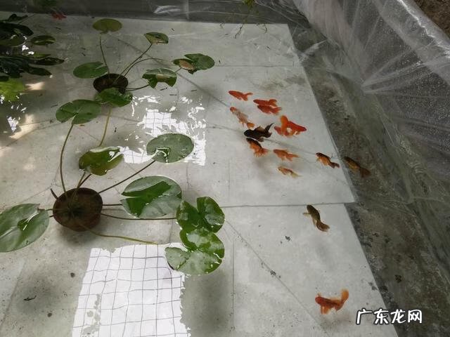 金鱼草的风水作用 草金用什么水草