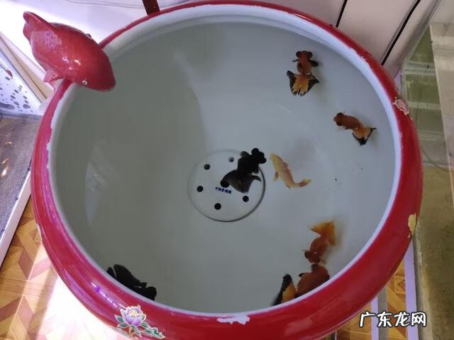 金鱼草的风水作用 草金用什么水草