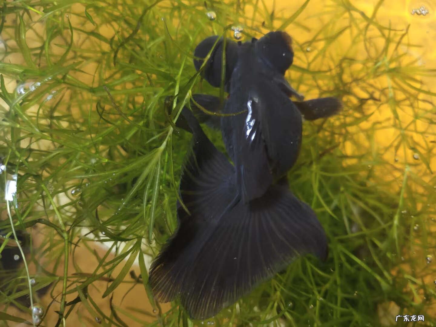 金鱼草的风水作用 草金用什么水草