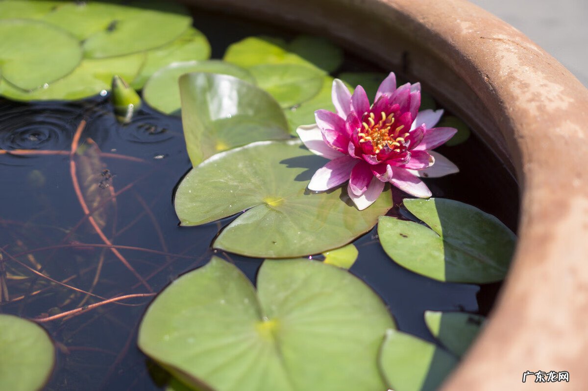 金鱼草的风水作用 草金用什么水草