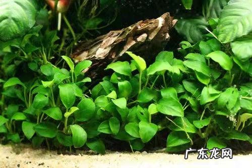 金鱼草的风水作用 草金用什么水草