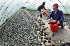 农村家庭致富项目今天猪价行猪价涨跌，适合农村致富商机