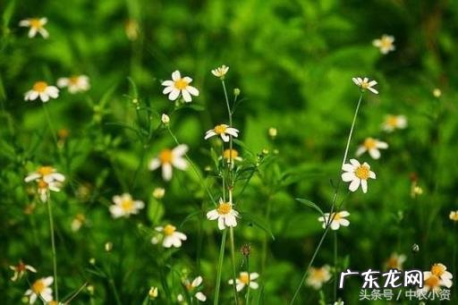 白花鬼针草功效与作用和吃法禁忌,白花鬼针草花的功效