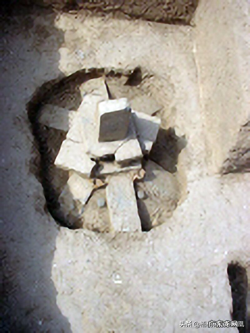 风水龟是什么品种 龟形哪个部位风水最佳