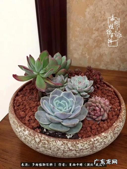 多肉植物品种介绍和图片大全视频,多肉植物品种名称及图片