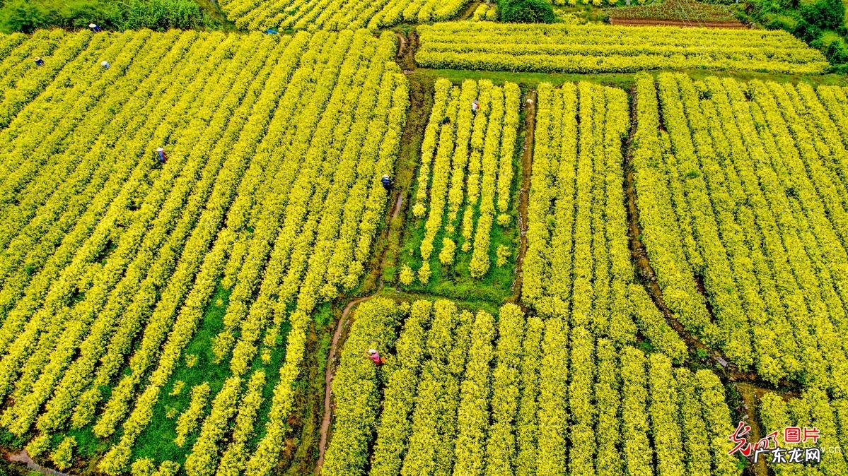一盒黄金茶多少钱 茶黄金厂家