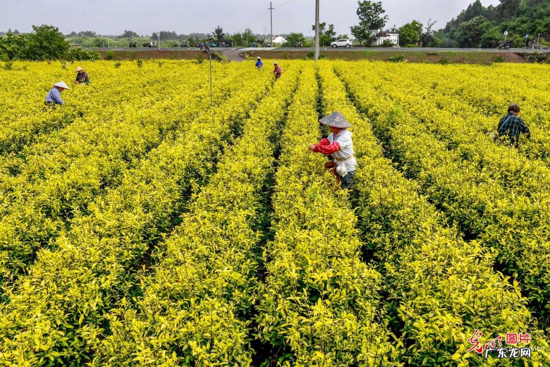 一盒黄金茶多少钱 茶黄金厂家