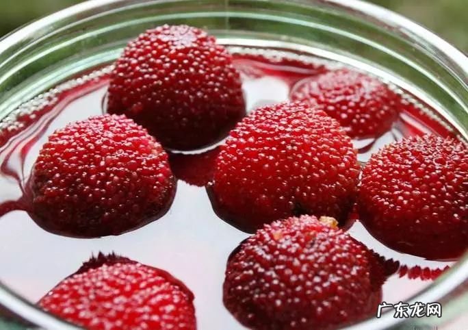 杨梅里面的虫子 杨梅虫子是什么虫