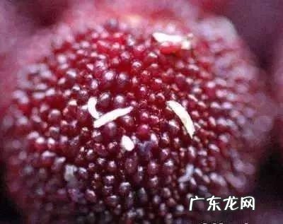 杨梅里面的虫子 杨梅虫子是什么虫