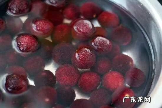 杨梅里面的虫子 杨梅虫子是什么虫