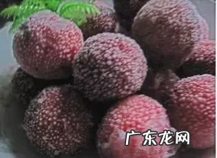 杨梅里面的虫子 杨梅虫子是什么虫