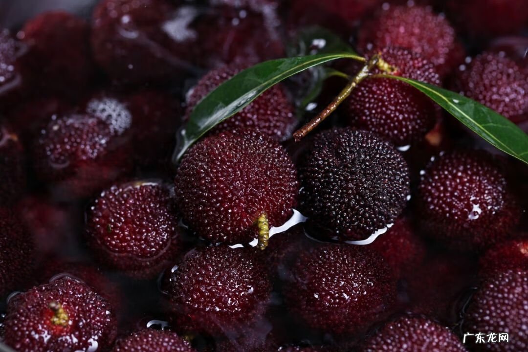 杨梅里面的虫子 杨梅虫子是什么虫