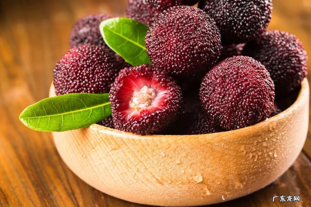 杨梅里面的虫子 杨梅虫子是什么虫