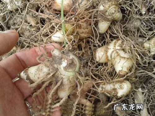 朱砂泡酒的风水作用 鸡血朱砂加白酒有啥作用