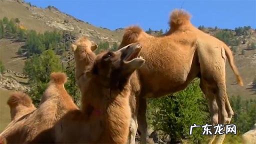 种骆驼赚钱方法视频,骆驼的养殖成本高吗
