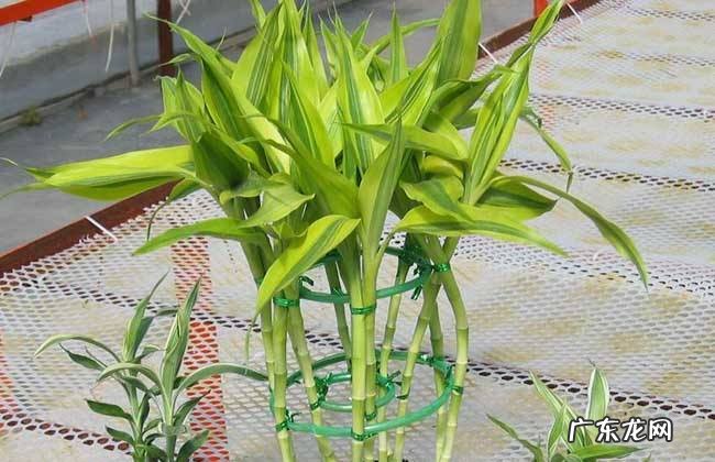 富贵竹放餐桌上风水好吗 富贵竹放阳台风水