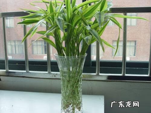 富贵竹放餐桌上风水好吗 富贵竹放阳台风水