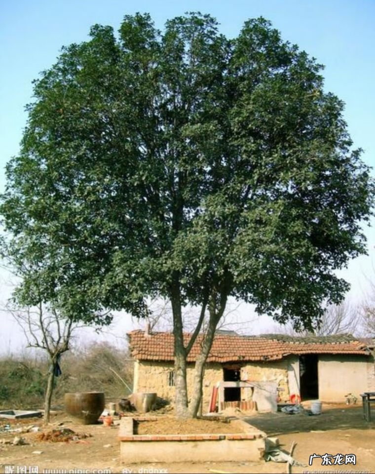 家门口两棵树风水