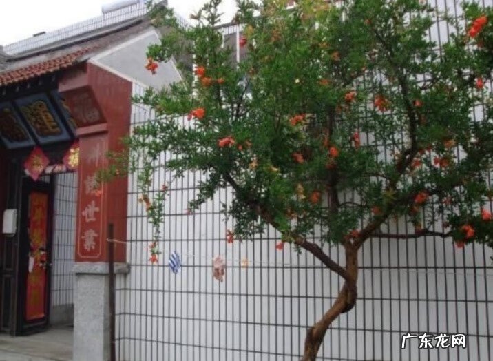 家门口两棵树风水