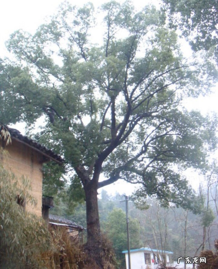 家门口两棵树风水