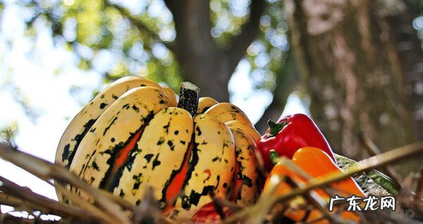 南瓜有什么功效 南瓜的作用与功效